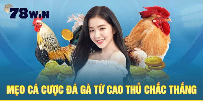 Mẹo cá cược đá gà 78win từ cao thủ chắc thắng