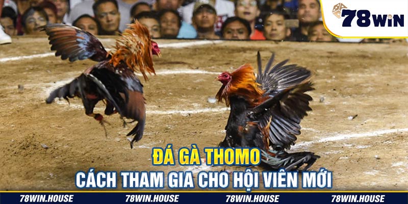 Đá gà Thomo và cách tham gia cho hội viên mới