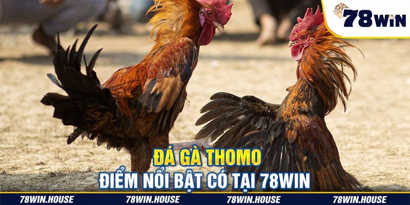 Đá gà Thomo và điểm nổi bật có tại 78win