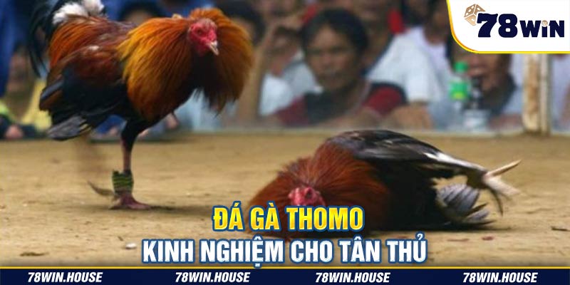 Đá gà Thomo và kinh nghiệm cho tân thủ