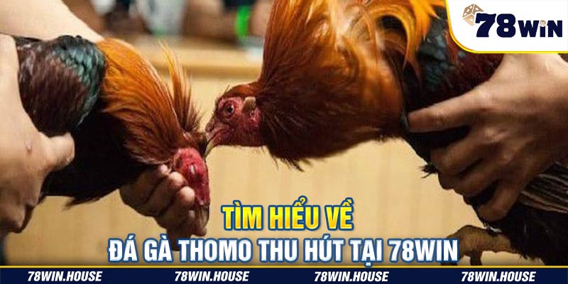 Tìm hiểu về đá gà Thomo thu hút tại 78win